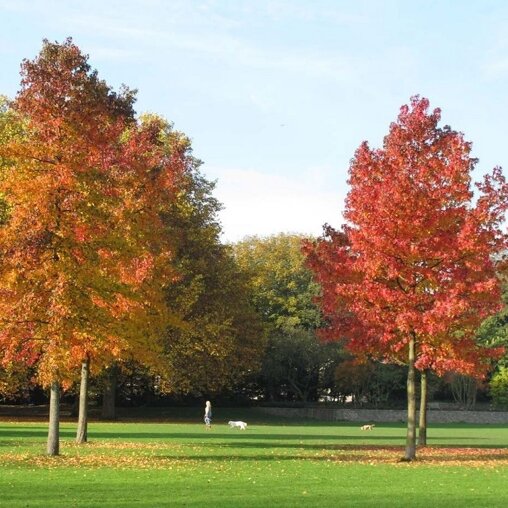Liquidambar styraciflua ‘Lane Roberts’